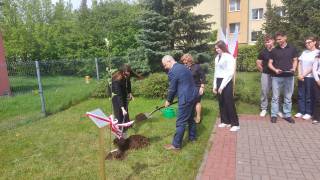 Jabłoń Pamięci przy drugim liceum ogólnokształcącym w Piszu